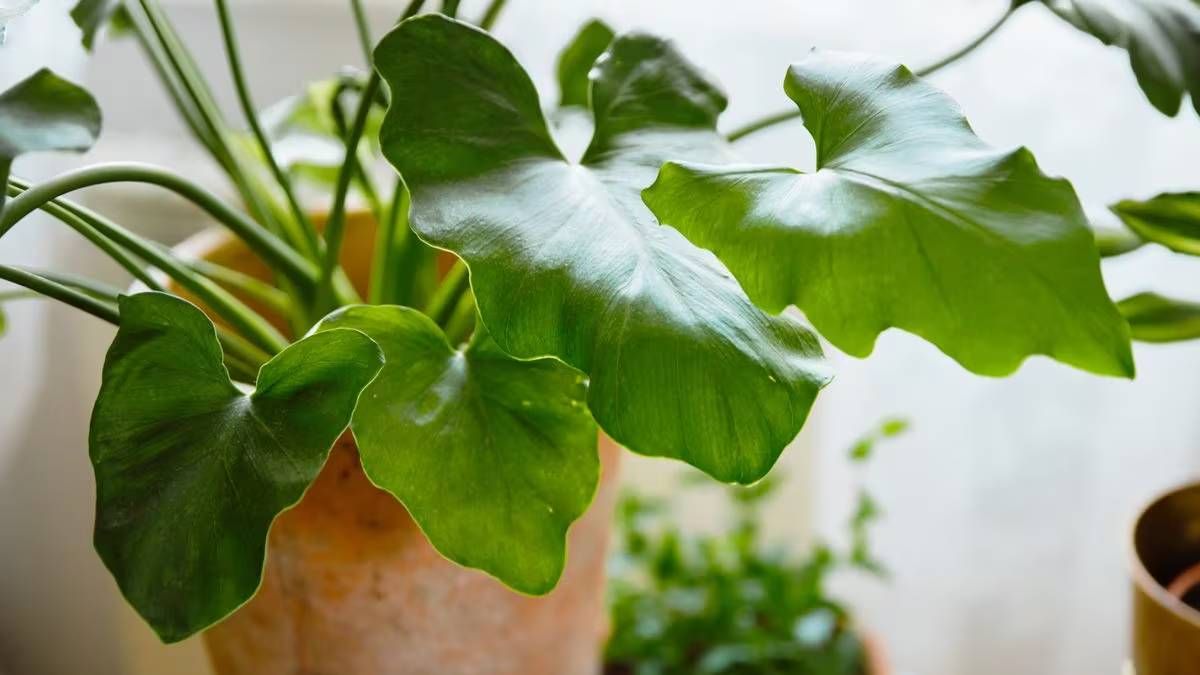 7 plantas resistentes a la falta de riego y que siguen hermosas igual