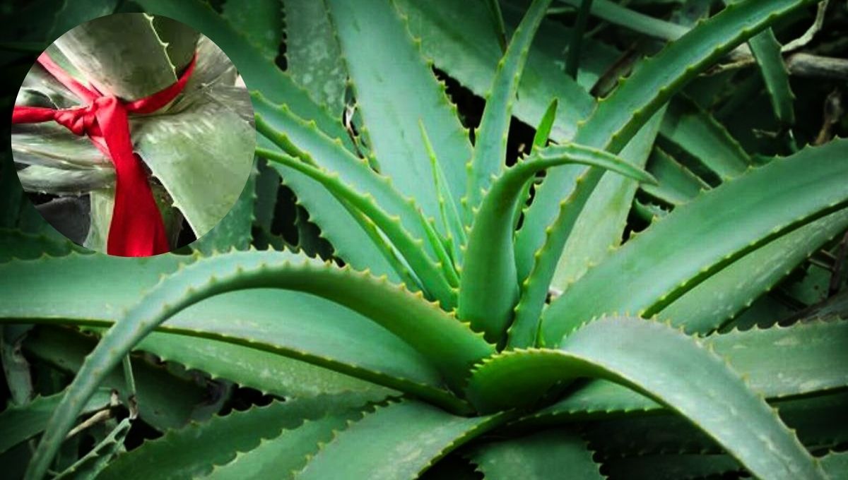El aloe vera es una de las plantas más comunes dentro de los hogares