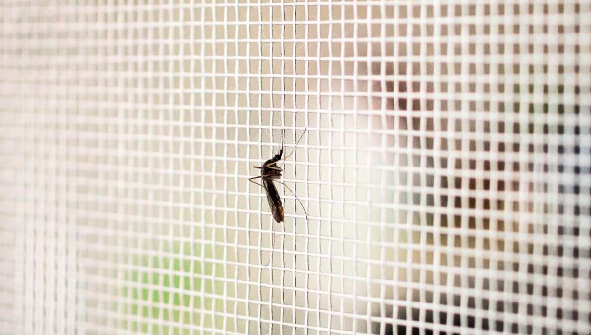 Algunos mosquitos siguen presentes en los hogares a pesar del frío