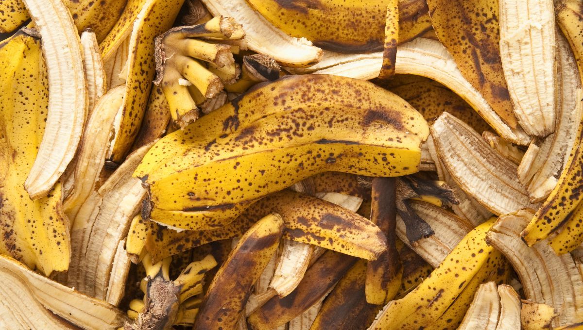 Las cáscaras de banana son una fuente importante de potasio, fósforo, calcio y magnesio, minerales esenciales para la formación de brotes y flores. Las cáscaras de banana son una fuente importante de potasio, fósforo, calcio y magnesio, minerales esenciales para la formación de brotes y flores.
