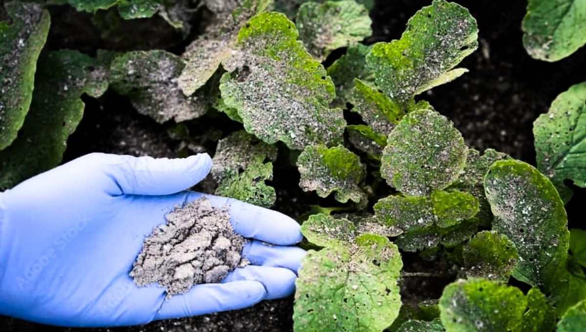 Las cenizas del asado pueden aportar grandes beneficios en tus plantas de jardín