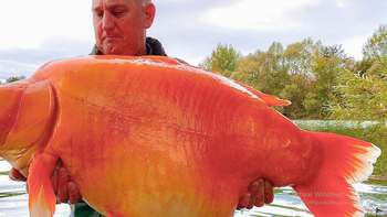 Video: pescaron un pez dorado de 30 kilos