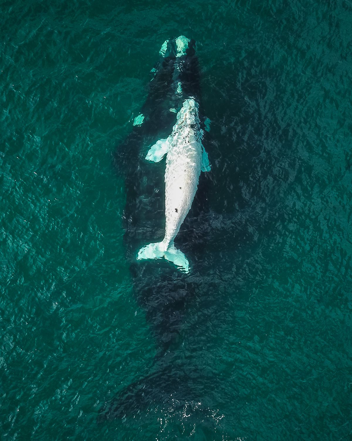 El Doradillo es uno de los sitios ideales para ver estos gigantes animales marinos. El Doradillo es uno de los sitios ideales para ver estos gigantes animales marinos.