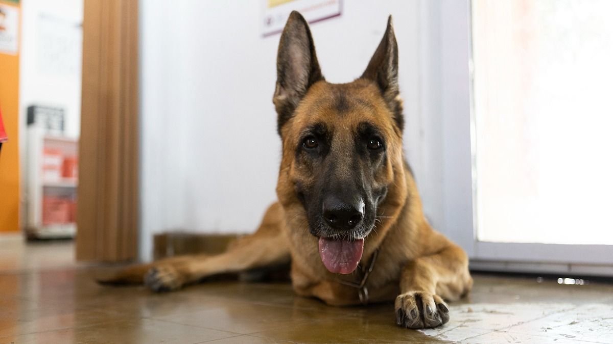 Los perros son los que más atienden los zoopsiquiatras mendocinos. Es porque los gatos no generan daños irreversibles en la vida humana. Los perros son los que más atienden los zoopsiquiatras mendocinos. Es porque los gatos no generan daños irreversibles en la vida humana.