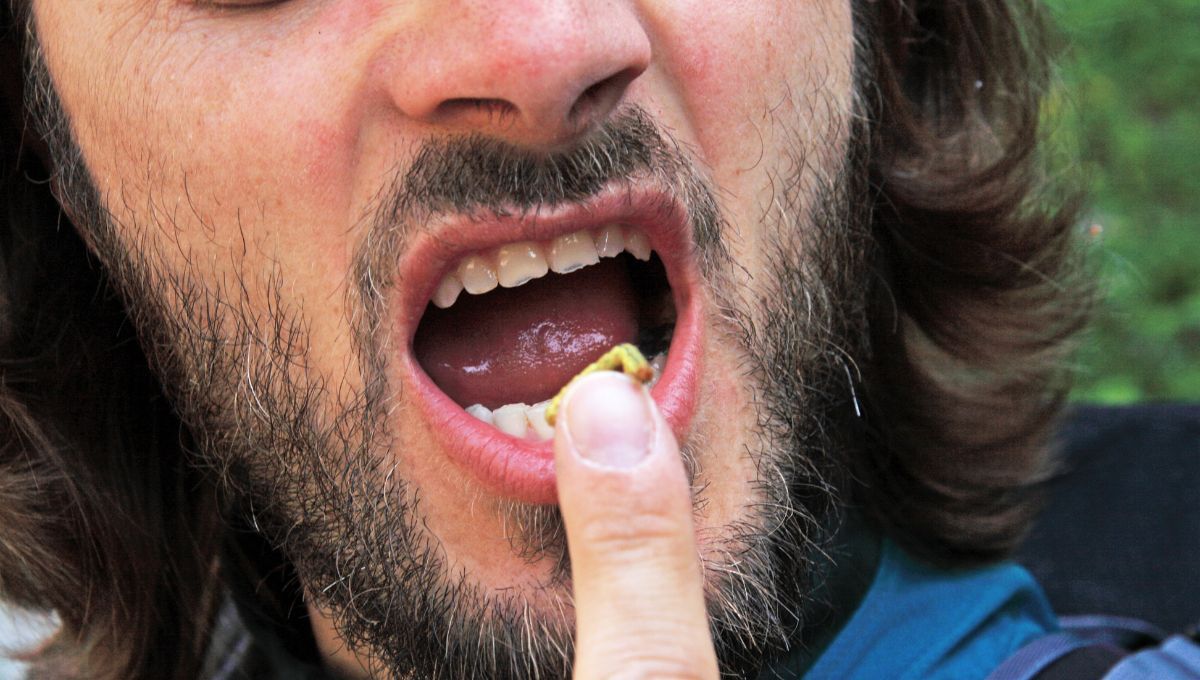 Comer insectos. Comer insectos.