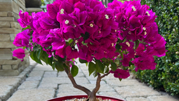 Cultiva esta planta en forma de bonsái. Imagen: Freepik. Cultiva esta planta en forma de bonsái. Imagen: Freepik.