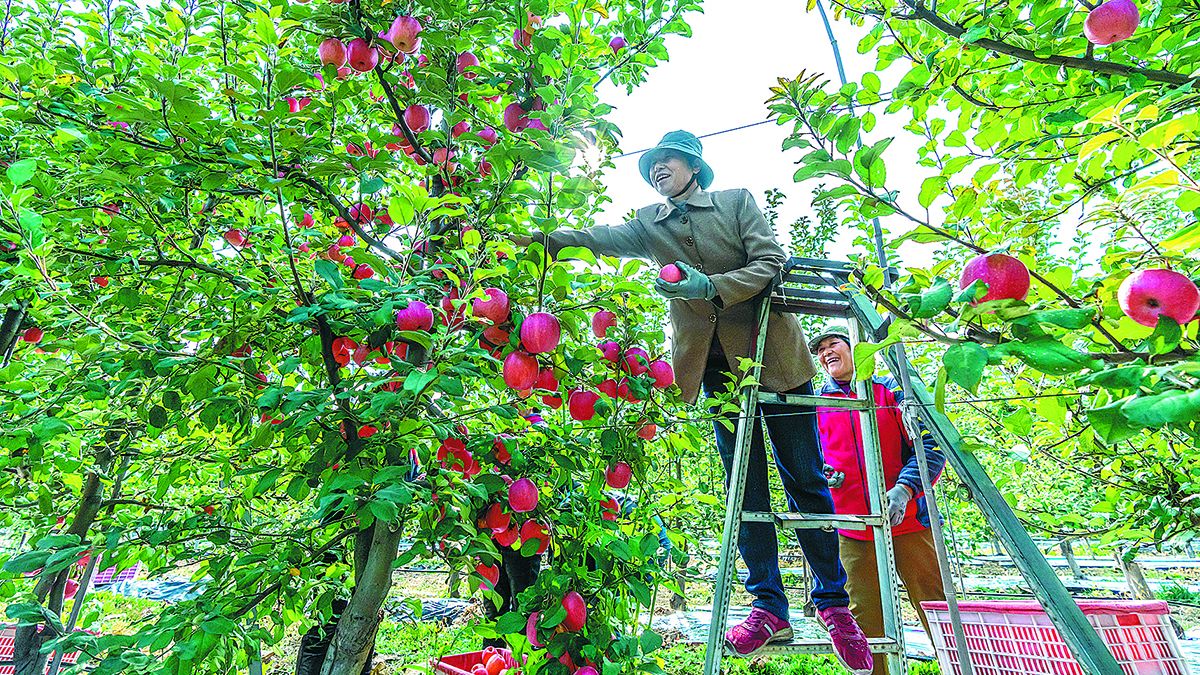 Los agricultores recogen manzanas en un huerto en el condado de Wanrong