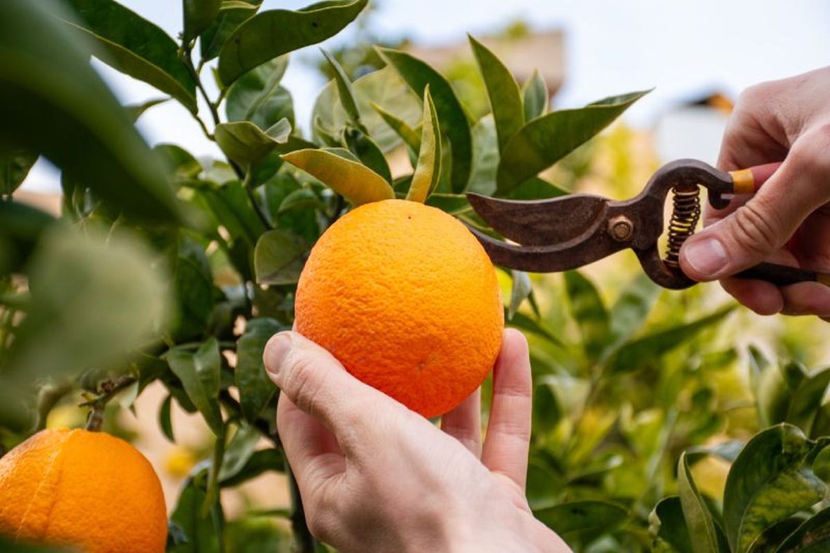 El objetivo de la poda es mejorar el ingreso de luz y la ventilación. El objetivo de la poda es mejorar el ingreso de luz y la ventilación. 