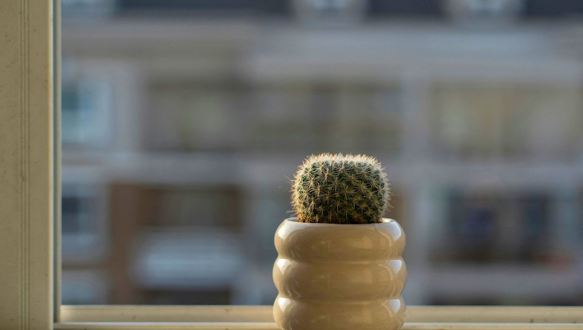 Qué significa tener un cactus en tu casa, según el feng shui