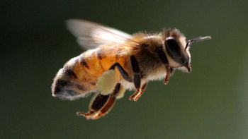 Cómo ahuyentar las avispas y abejas del jardín de la casa con un método muy eficaz Cómo ahuyentar las avispas y abejas del jardín de la casa con un método muy eficaz