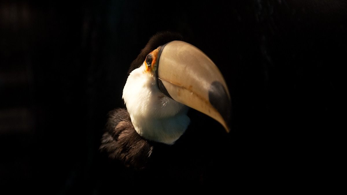 La belleza de este tucán, que parece vivo, puede contemplarse gracias al arte de la taxidermia.