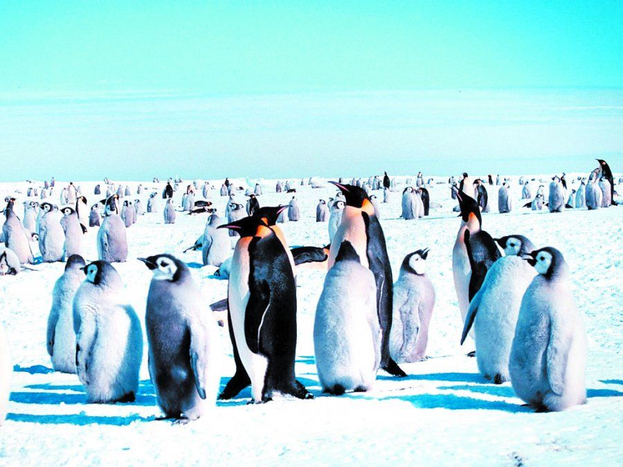 El pingüino, un animal amante del frío pero también del calor.