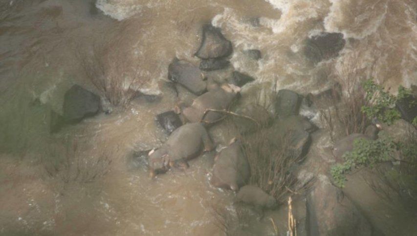 Hallaron cinco elefantes  muertos en la cascada de Tailandia y ya suman once