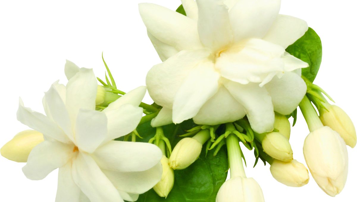 Sin embargo, con este truco que te enseñamos, tu flor de jazmín durará más tiempo sin que se oxide. Sin embargo, con este truco que te enseñamos, tu flor de jazmín durará más tiempo sin que se oxide.