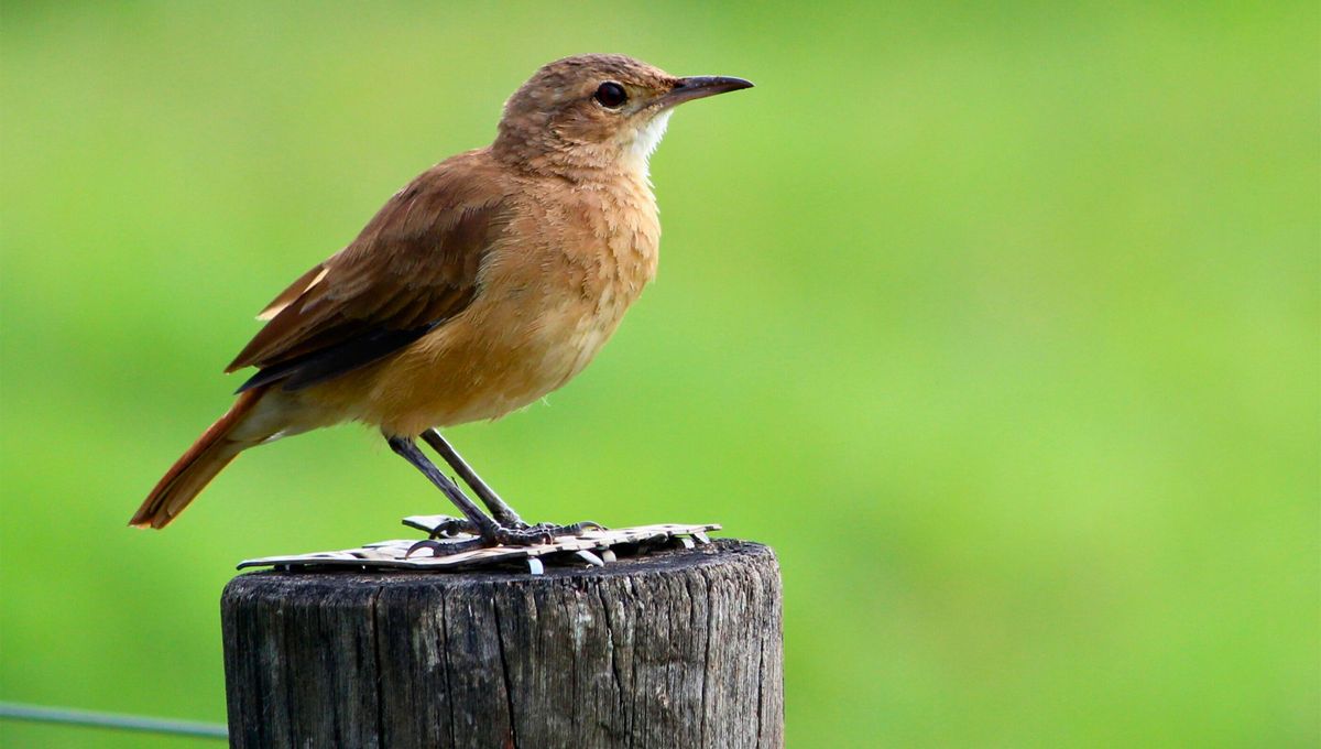 Si en tu casa anida un hornero se considera de buena suerte, ya que hacen sus nidos con barro y le dan la forma de un horno de pan y esto es considerado de “suerte”: en esa casa nunca le faltará el pan Si en tu casa anida un hornero se considera de buena suerte, ya que hacen sus nidos con barro y le dan la forma de un horno de pan y esto es considerado de “suerte”: en esa casa nunca le faltará el pan