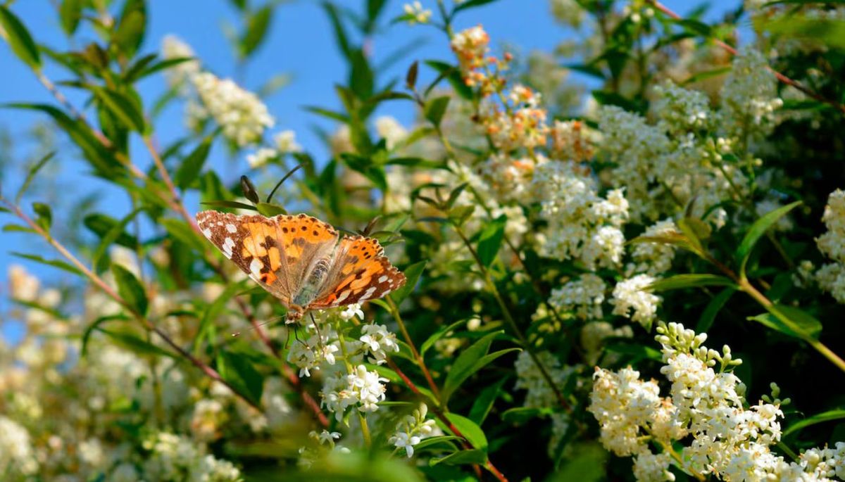 La planta arbustiva que crece rápido, da privacidad y es ideal para crear un cerco