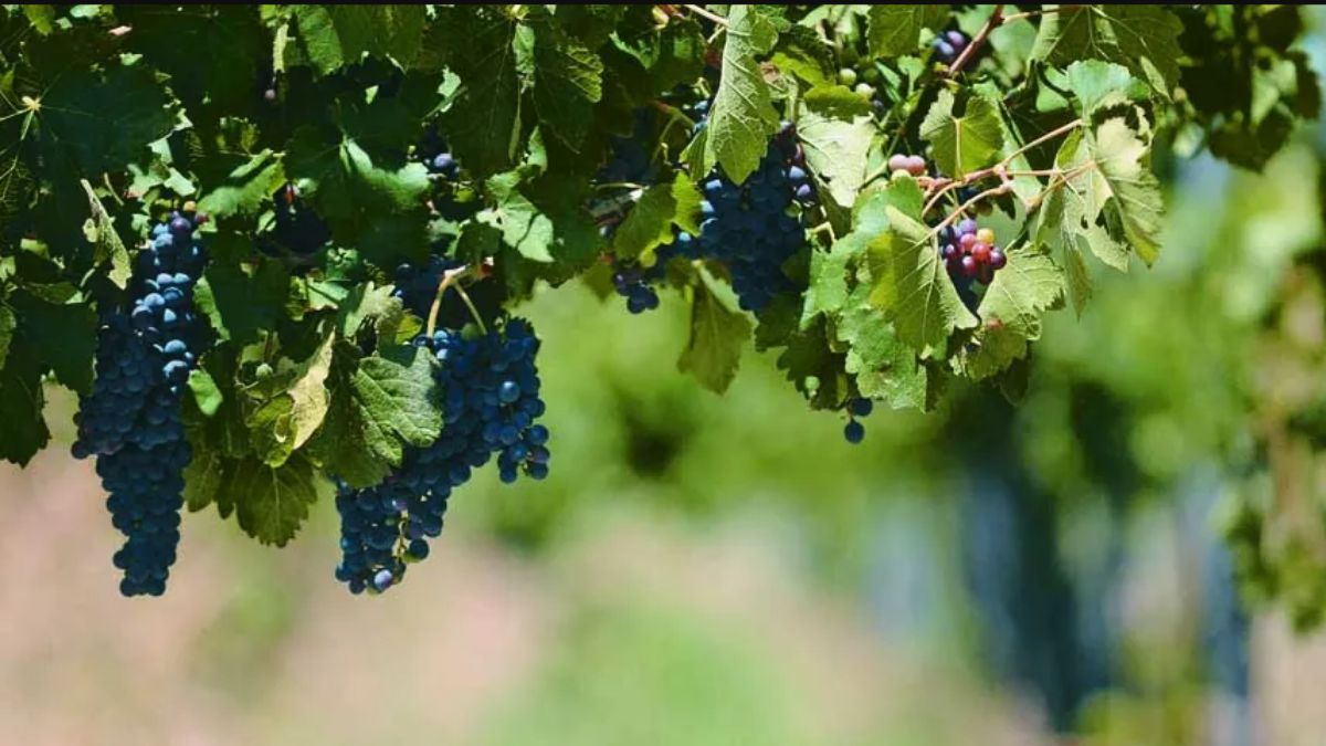 Mendoza tiene la superficie más extensa de Malbec en el país. Mendoza tiene la superficie más extensa de Malbec en el país.