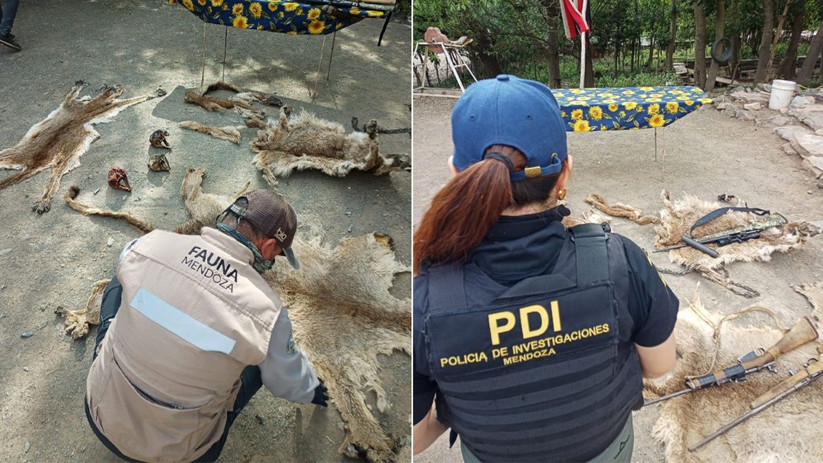 En los puestos donde se hicieron los allanamientos encontraron armas de fuego, pero también la piel de animales como pumas y guanacos. En los puestos donde se hicieron los allanamientos encontraron armas de fuego, pero también la piel de animales como pumas y guanacos.