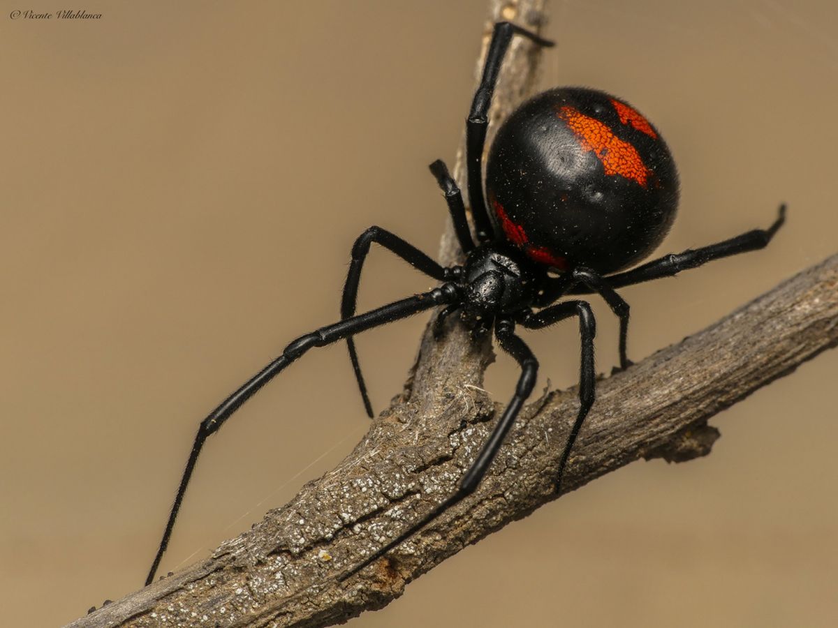 Viuda negra: cómo reconocer a esta araña y evitar que ingrese a tu hogar en verano Viuda negra: cómo reconocer a esta araña y evitar que ingrese a tu hogar en verano