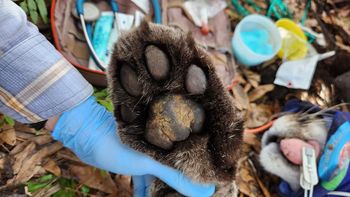 Descubrimiento impacta a toda Florida: la pantera más grande y pesada de su historia