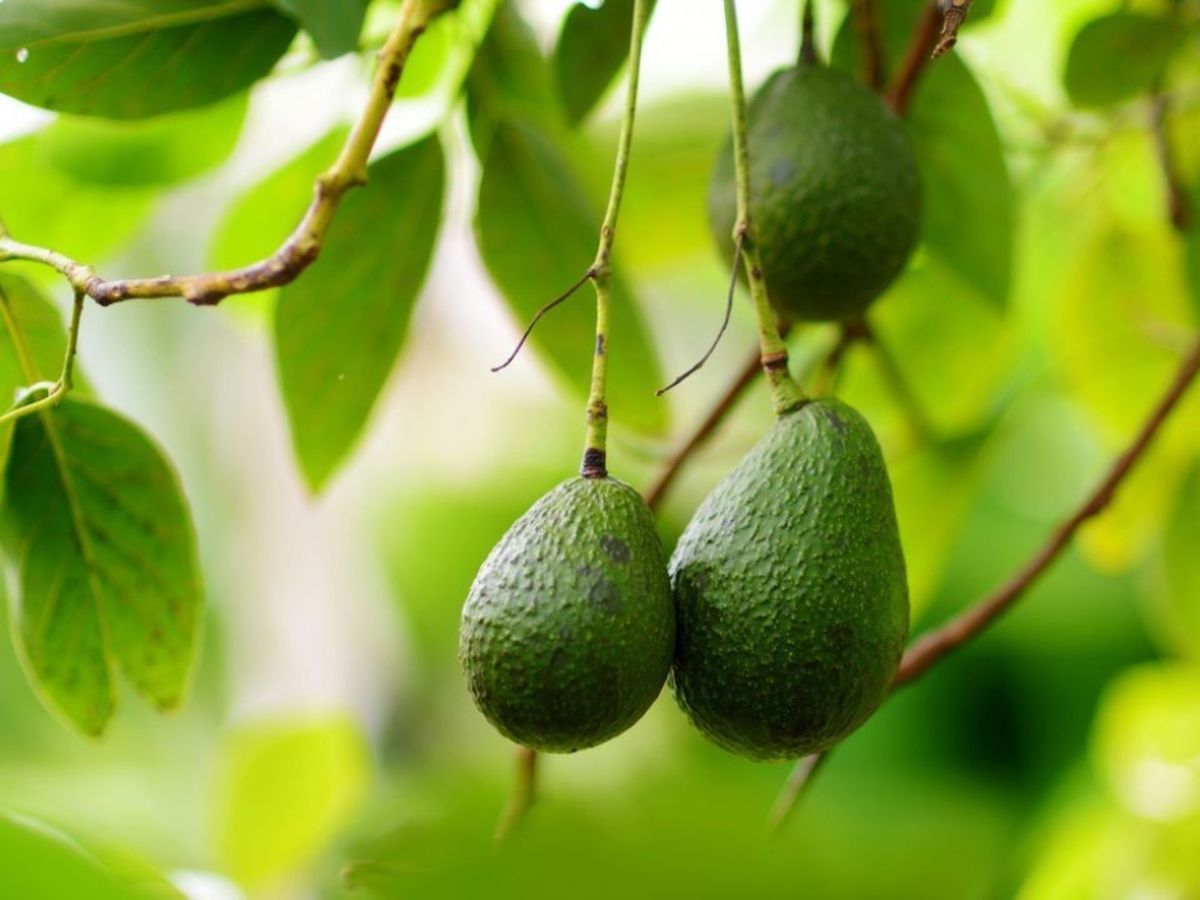 Dónde ubicar el árbol de palta en el jardín para que dé frutos grandes, según expertos Dónde ubicar el árbol de palta en el jardín para que dé frutos grandes, según expertos