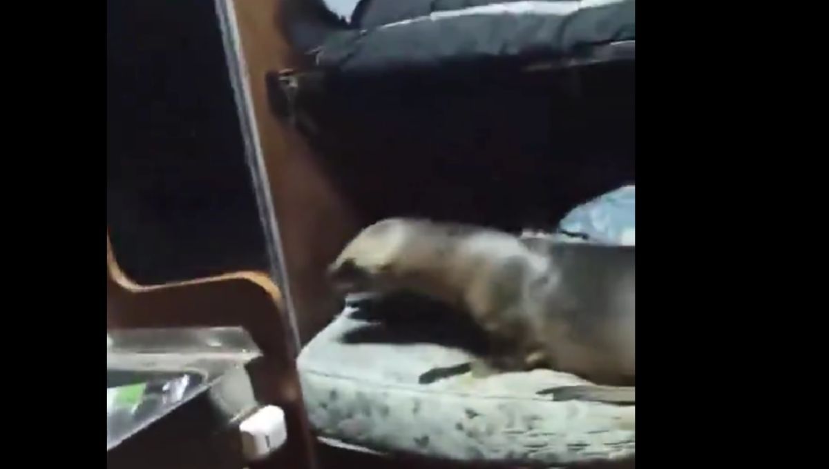 El lobo marino sorprendió a los tripulantes en Mar de Plata. El lobo marino sorprendió a los tripulantes en Mar de Plata.