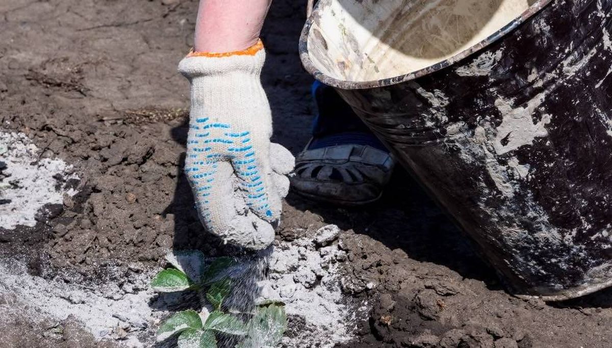 No tires las cenizas del asado: puedes usarlas en el jardín con grandes beneficios No tires las cenizas del asado: puedes usarlas en el jardín con grandes beneficios