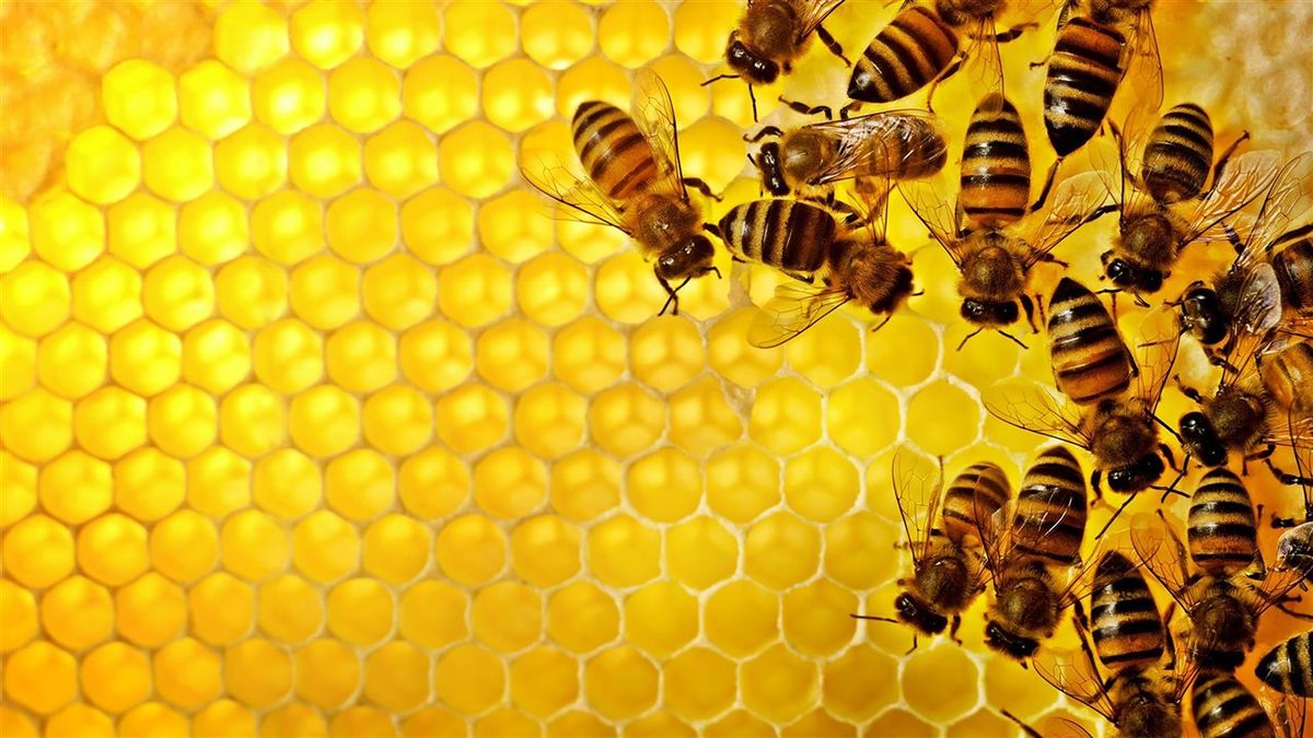 Ataque mortal. Un panal de abejas atacó sin miramientos a un hombre de 65 años y lo mató.