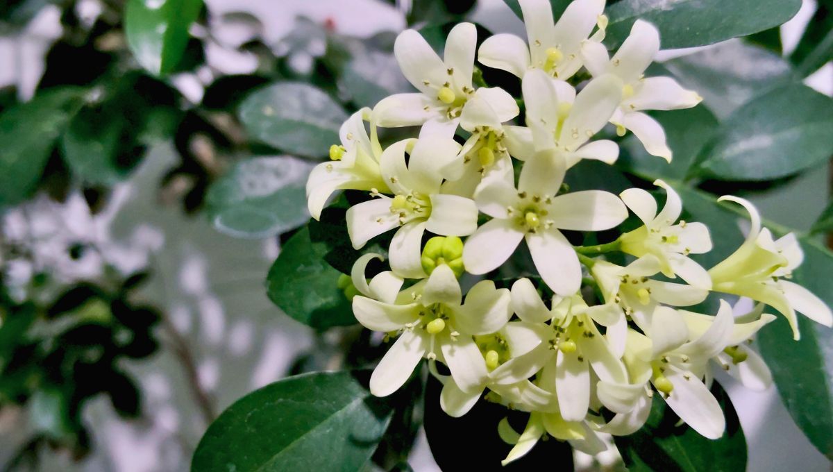 Seguí estos trucos de jardinero y recupera tu jazmín en cuestión de días. Seguí estos trucos de jardinero y recupera tu jazmín en cuestión de días.