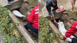 Gracias a Celeste se logró el rescate de 7 cachorros y su mamá que se habían metido dentro de una acequia para resguardarse de la lluvia. Foto: Gentileza Salvando Patas. Gracias a Celeste se logró el rescate de 7 cachorros y su mamá que se habían metido dentro de una acequia para resguardarse de la lluvia. Foto: Gentileza Salvando Patas.