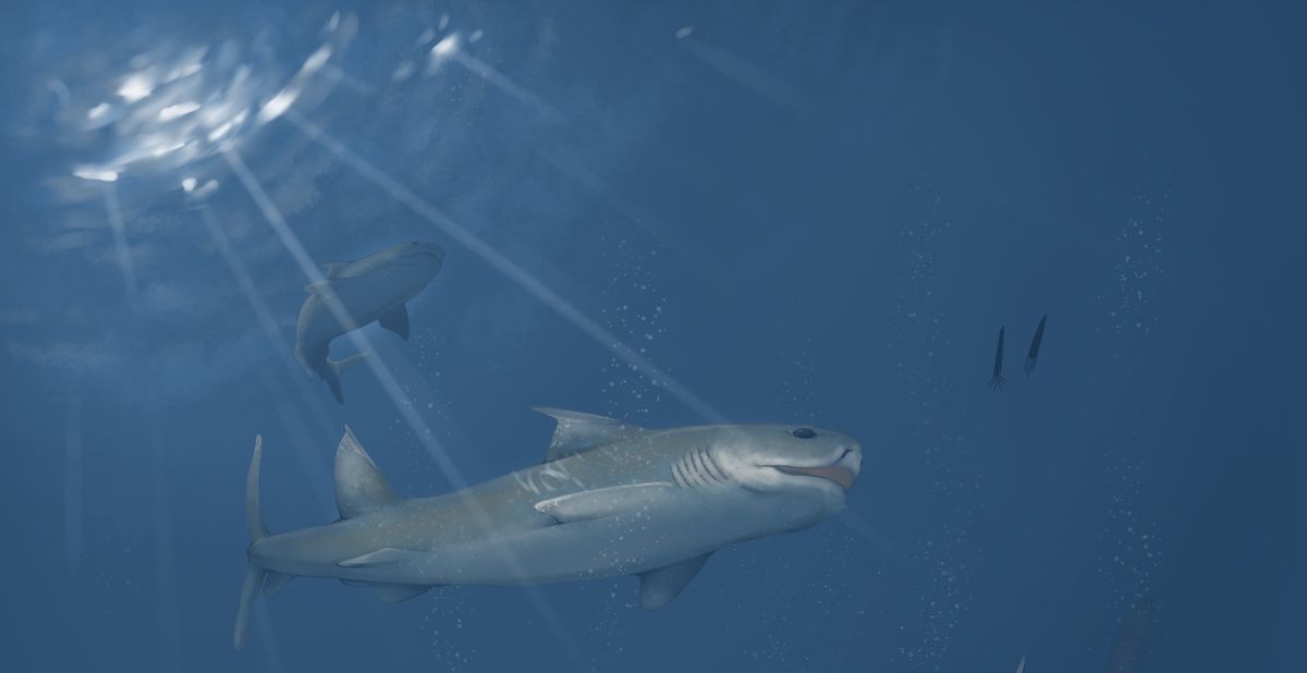 Los tiburones habitaban un mar que ya no existe. Los tiburones habitaban un mar que ya no existe.