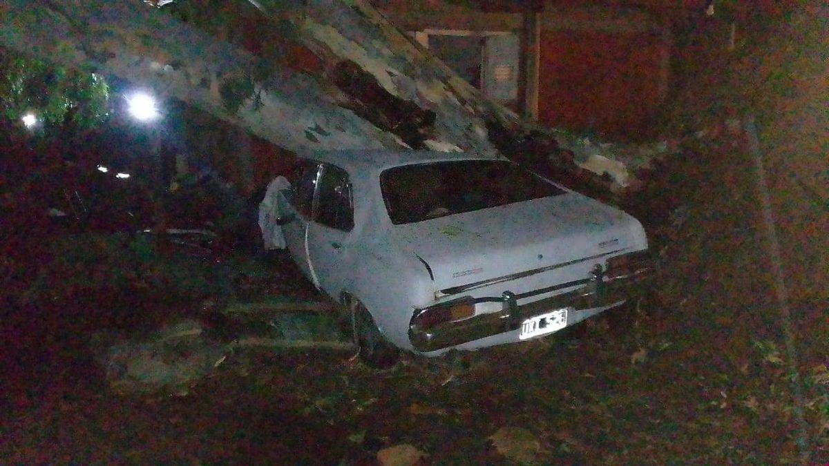 El viejo Dodge también se encontraba en la puerta de la escuela y resultó destruido por la caída del árbol. El viejo Dodge también se encontraba en la puerta de la escuela y resultó destruido por la caída del árbol.