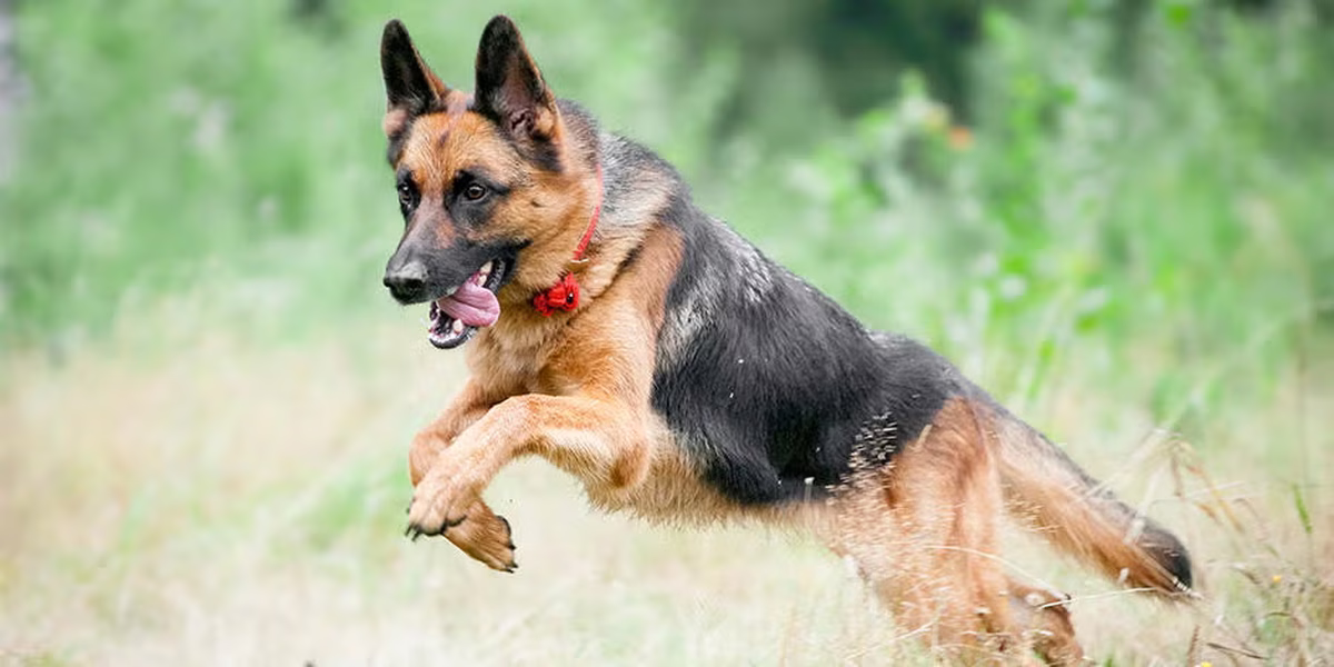 El pastor alemán es una de las razas de perro más protectoras de todas El pastor alemán es una de las razas de perro más protectoras de todas