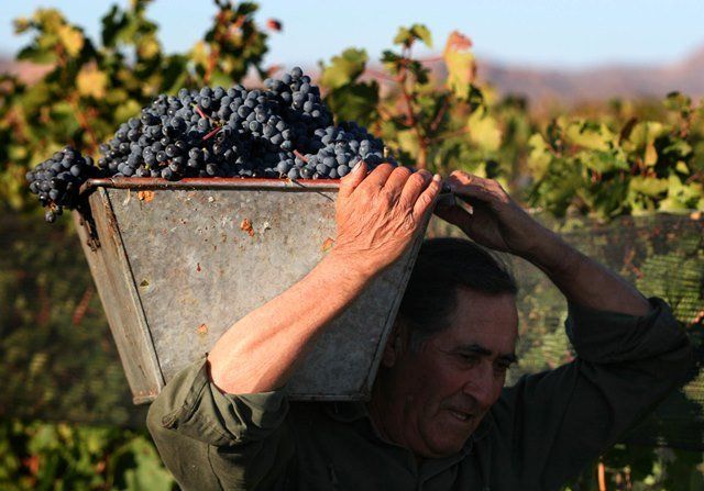 Se cosechará 30 por ciento menos de uvas en el Sur