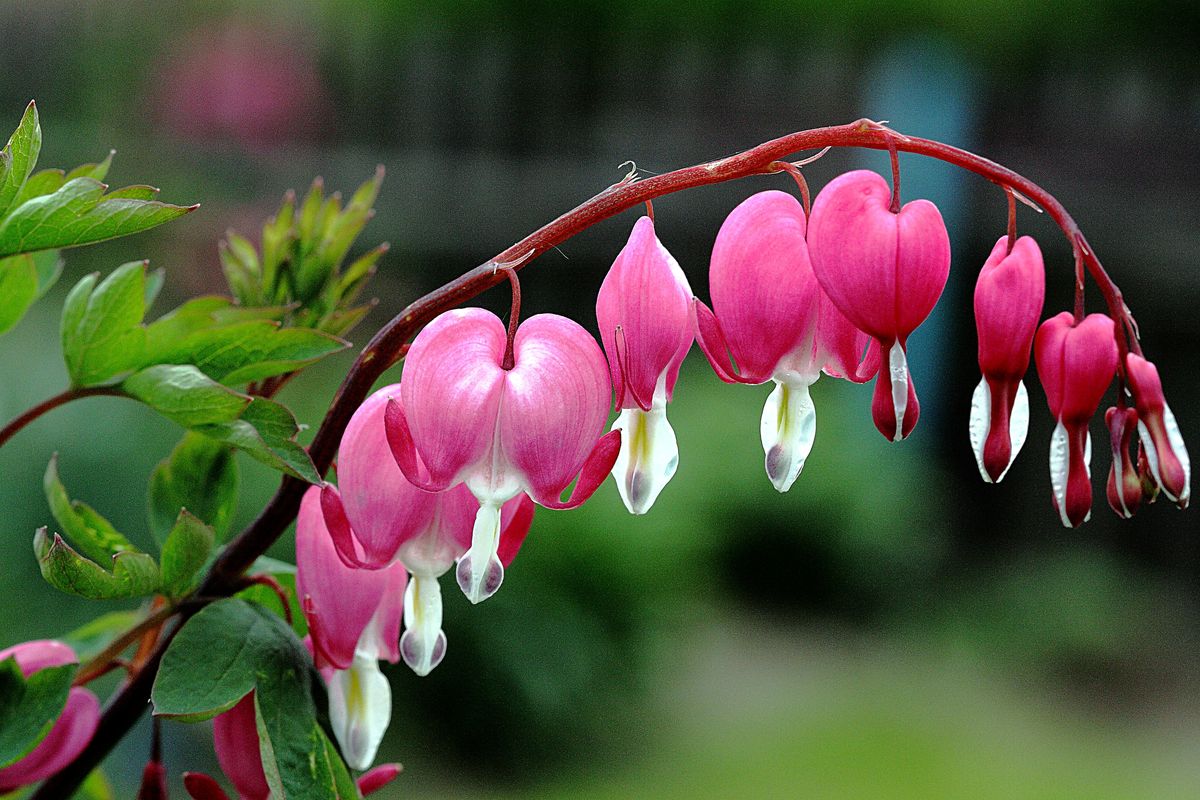 La planta Lamprocapnos spectabilis es una especie única que florece colorida. Imagen: Pixabay La planta Lamprocapnos spectabilis es una especie única que florece colorida. Imagen: Pixabay