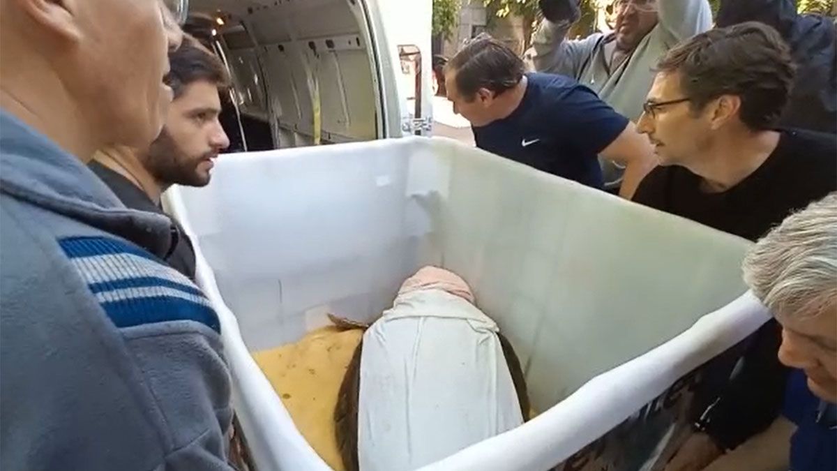 El tortugo Jorge fue metido en un recipiente grande de plástico, con un colhón húmedo y cubierto con toallas mojadas.