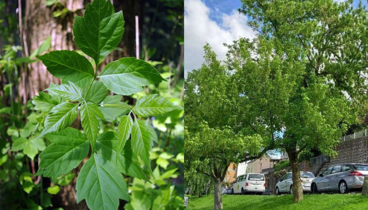 Este árbol es huésped de las chinches del arce negundo, que no le causan daño, pero pueden ser una molestia si el árbol se encuentra cerca de la casa. Este árbol es huésped de las chinches del arce negundo, que no le causan daño, pero pueden ser una molestia si el árbol se encuentra cerca de la casa. 