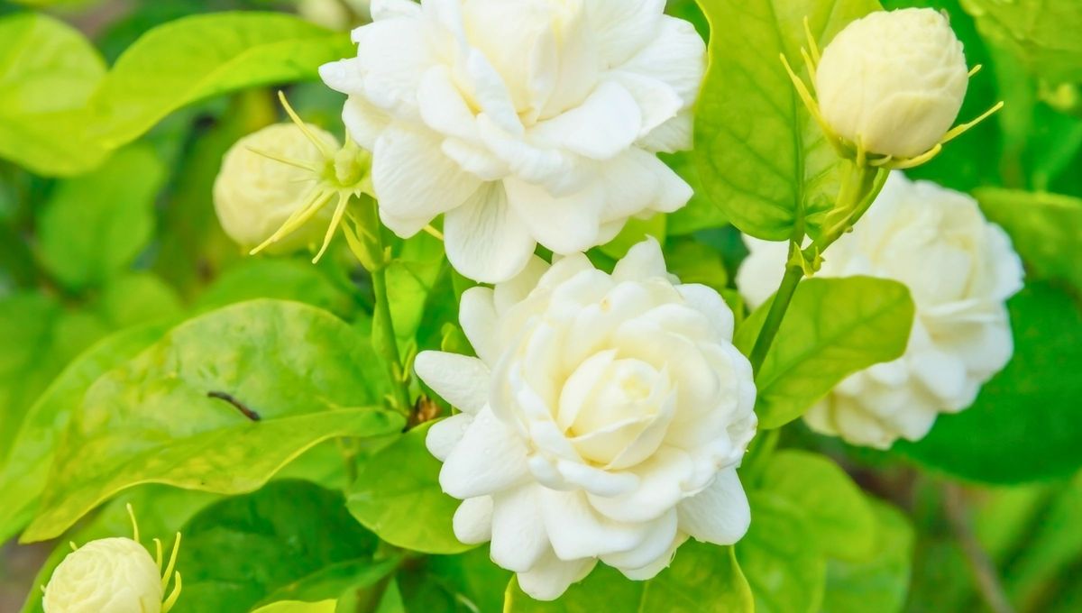 La planta de jazmin es muy bella sobre todo cuando te regala sus maravillosas flores, pero antes hay que estimularla con algunos trucos. La planta de jazmin es muy bella sobre todo cuando te regala sus maravillosas flores, pero antes hay que estimularla con algunos trucos.