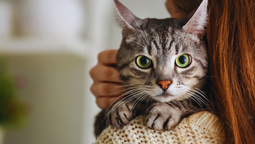 ¿Cuánto tardan los gatos en olvidar a sus dueños según la numerología y la ciencia?