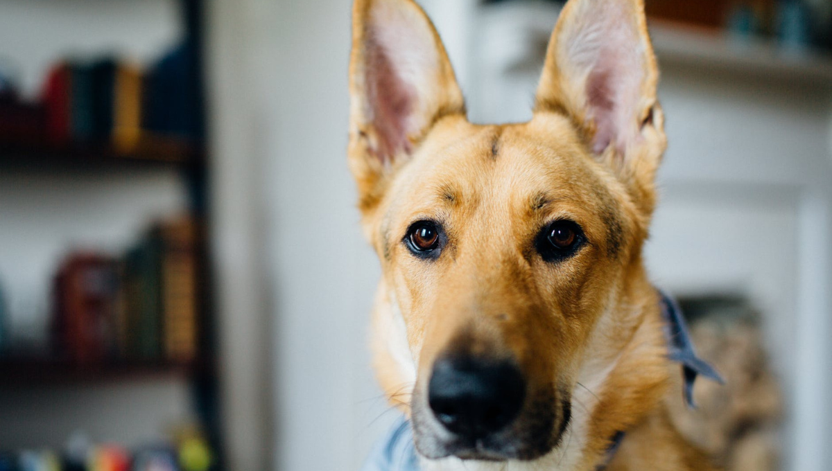 Por qué mi perro tiene las orejas paradas: explicación de la ciencia veterinaria