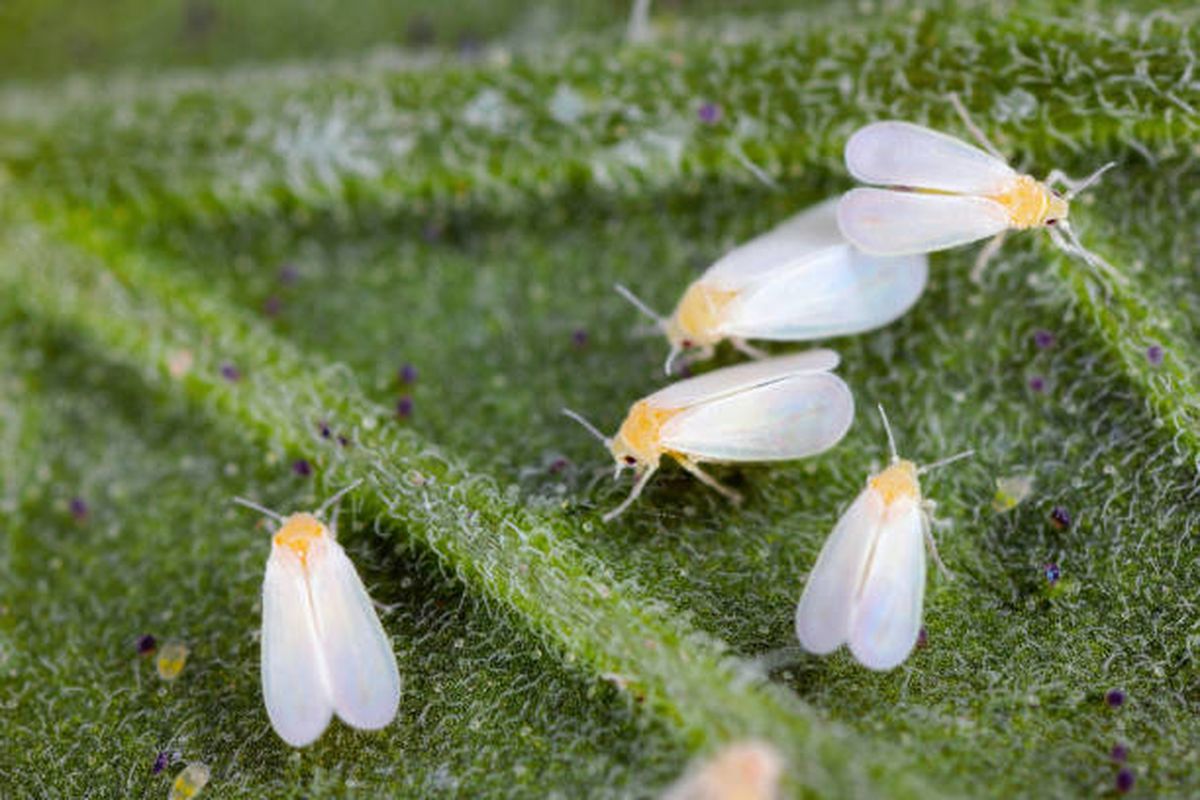 Adiós a la plaga de la mosca blanca. Adiós a la plaga de la mosca blanca.