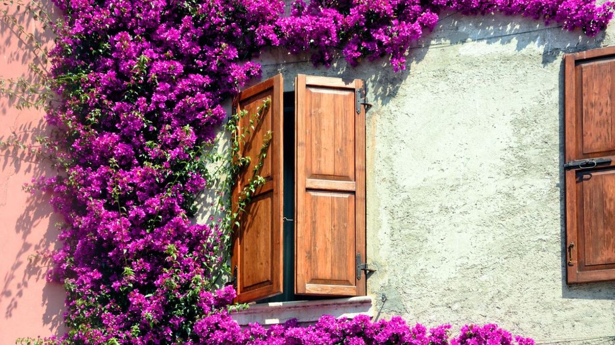 Esta planta pertenece a la familia Nyctaginaceae. Imagen: Freepik. Esta planta pertenece a la familia Nyctaginaceae. Imagen: Freepik.