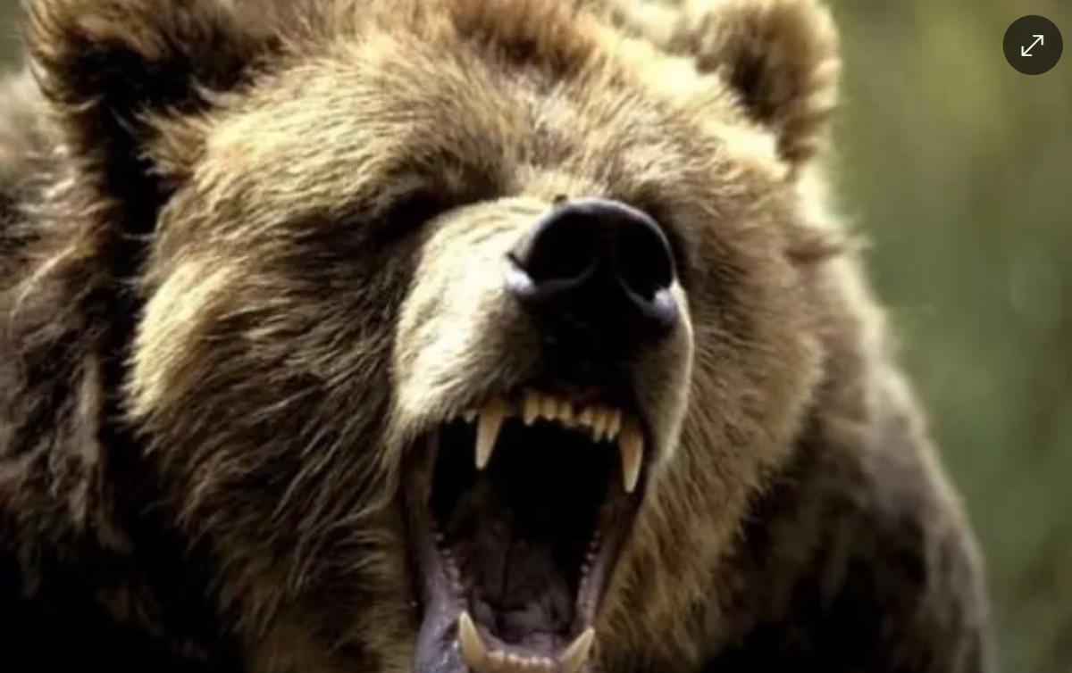 Can valiente. Un perro salvó a su dueña de un ataque de una osa.