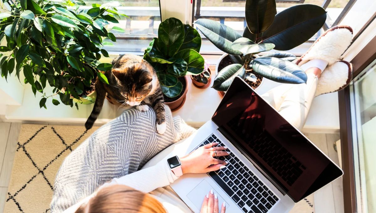 La famosa planta que es ideal para el home office: aumenta la concentración y reduce el estrés
