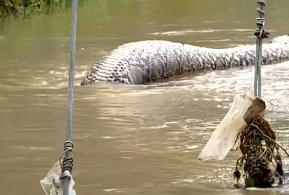 Sorpresa en Tailandia: serpiente de seis metros aparece en medio de la calle y desata el pánico Sorpresa en Tailandia: serpiente de seis metros aparece en medio de la calle y desata el pánico