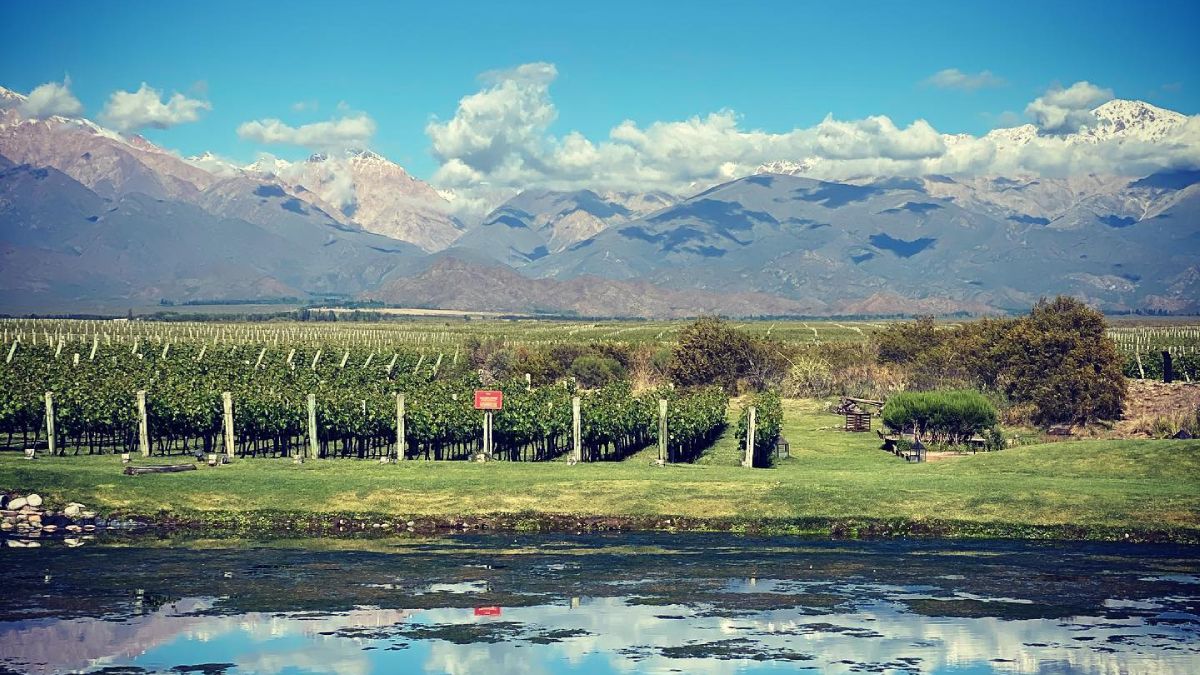 Vista de los viñedos de The Vines, desde el restaurante que tiene el lugar, y con la cordillera de Los Andes de fondo.