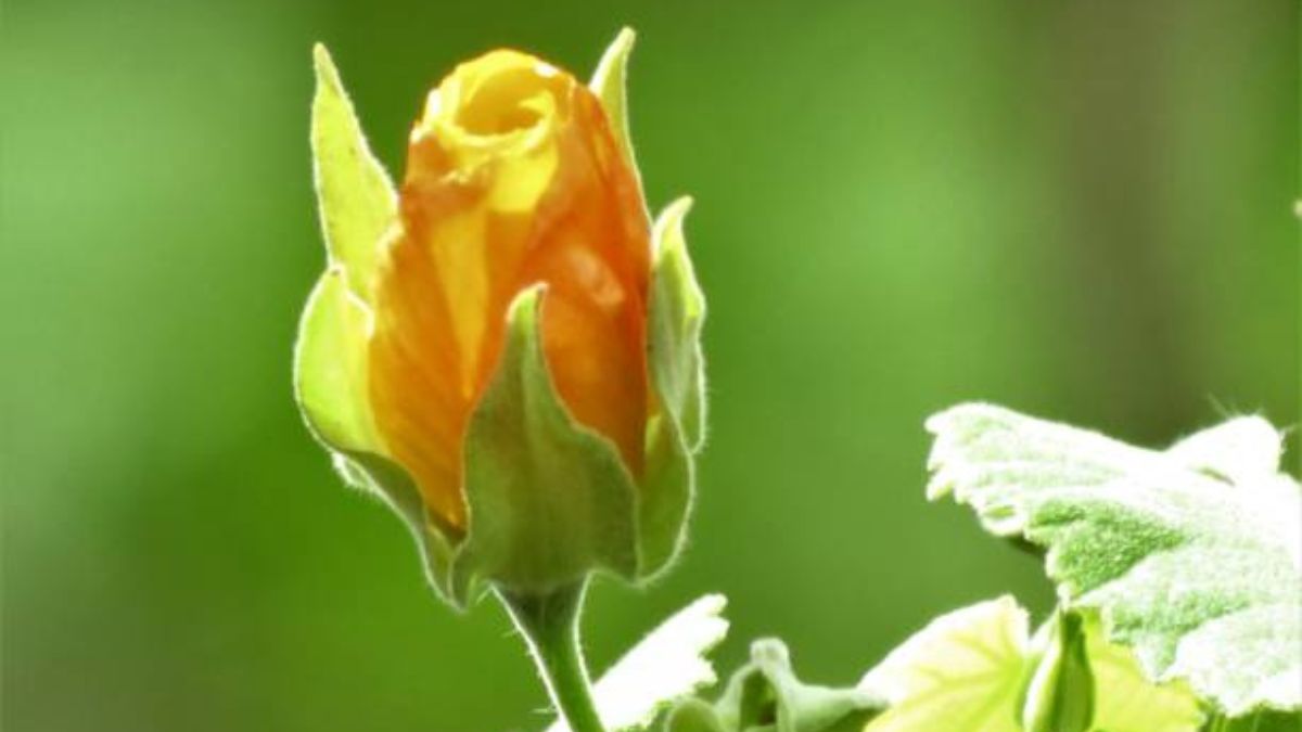 Esta planta es un imán para las mariposas.
