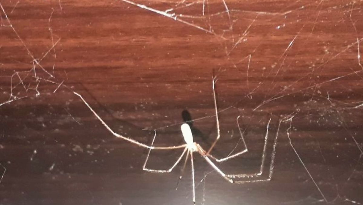 Si ves una araña patona en algún rincón de tu casa, te contamos qué significa según el Feng Shui