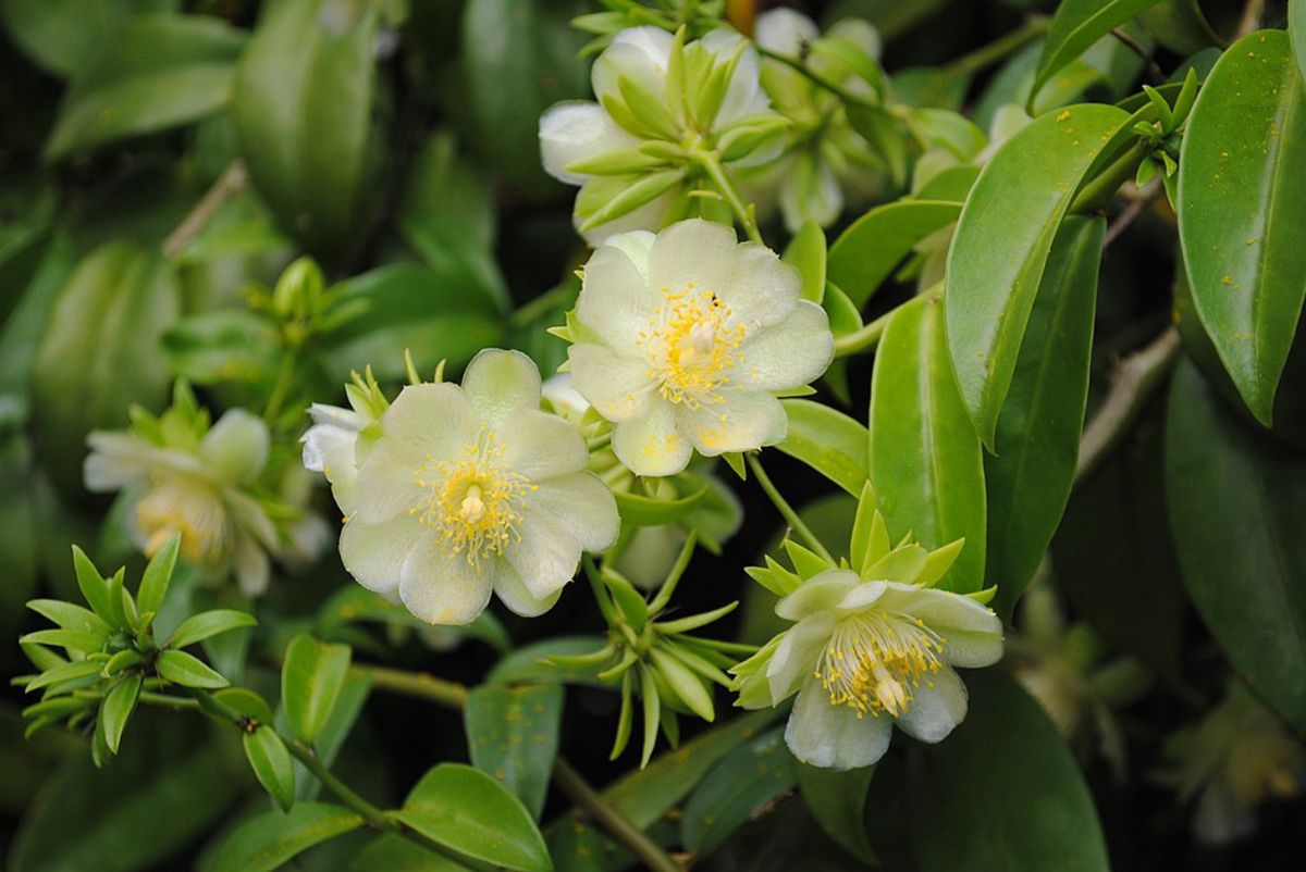 Esta planta trepadora embellecerá tu jardín con sus flores. Imagen: Freepik