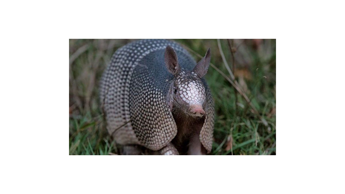 Más de la mitad de los armadillos en la Amazonía tiene lepra